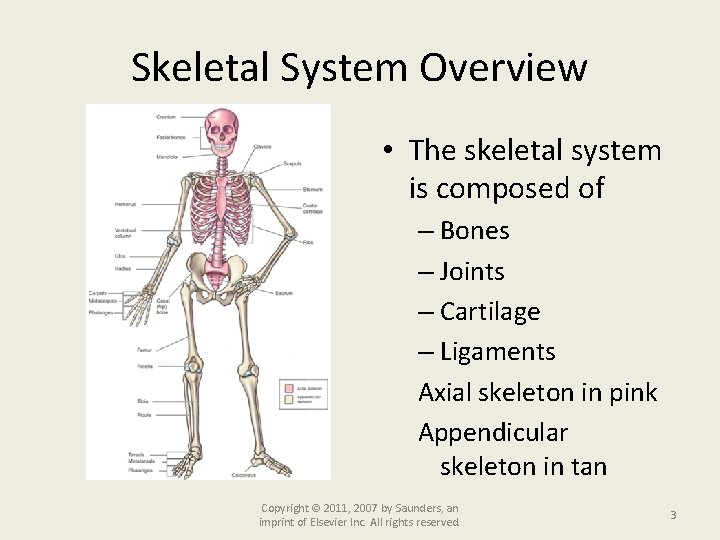 Skeletal System Overview • The skeletal system is composed of – Bones – Joints