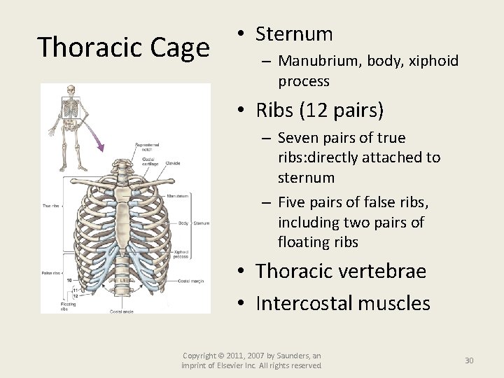 Thoracic Cage • Sternum – Manubrium, body, xiphoid process • Ribs (12 pairs) –