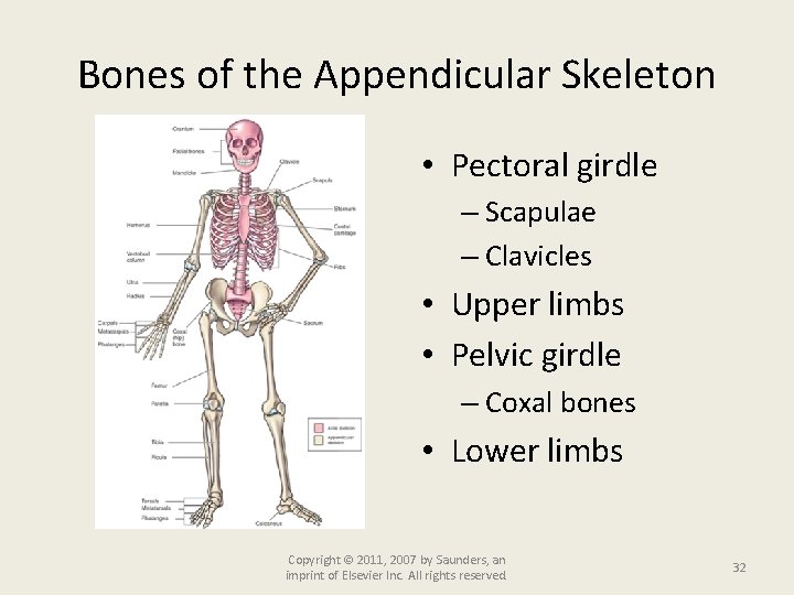 Bones of the Appendicular Skeleton • Pectoral girdle – Scapulae – Clavicles • Upper