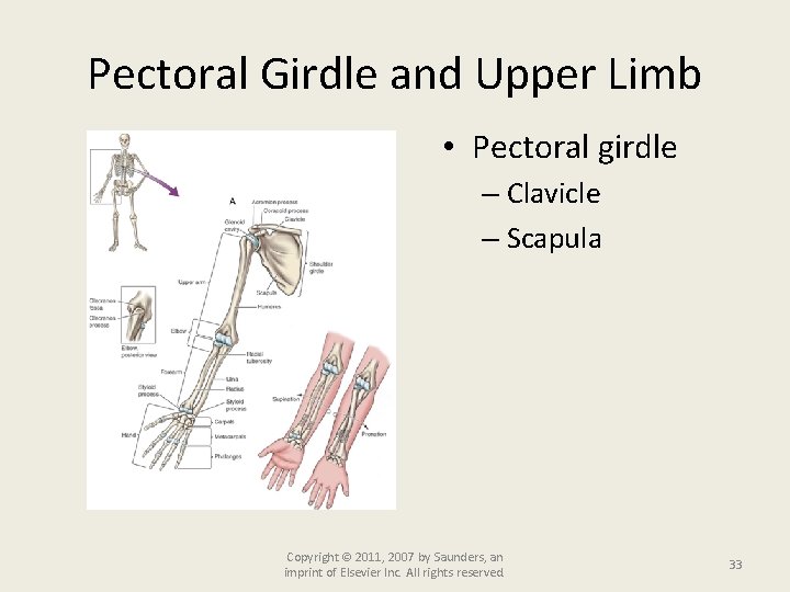 Pectoral Girdle and Upper Limb • Pectoral girdle – Clavicle – Scapula Copyright ©