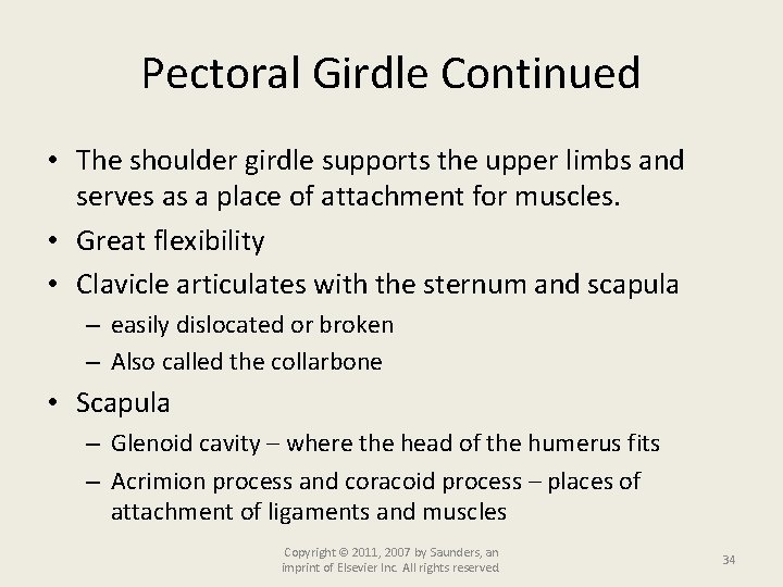 Pectoral Girdle Continued • The shoulder girdle supports the upper limbs and serves as