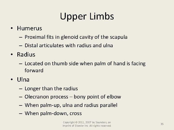 Upper Limbs • Humerus – Proximal fits in glenoid cavity of the scapula –