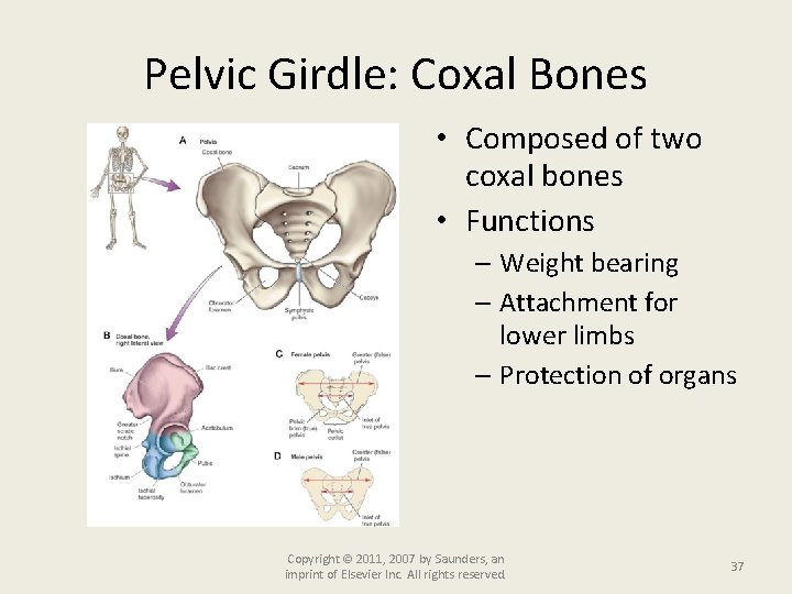 Pelvic Girdle: Coxal Bones • Composed of two coxal bones • Functions – Weight