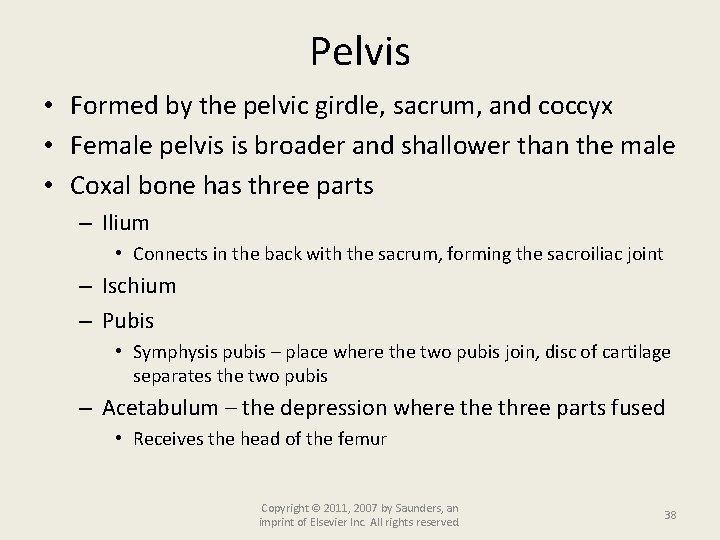 Pelvis • Formed by the pelvic girdle, sacrum, and coccyx • Female pelvis is