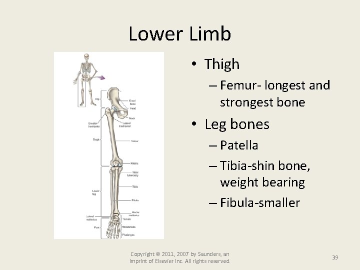 Lower Limb • Thigh – Femur- longest and strongest bone • Leg bones –