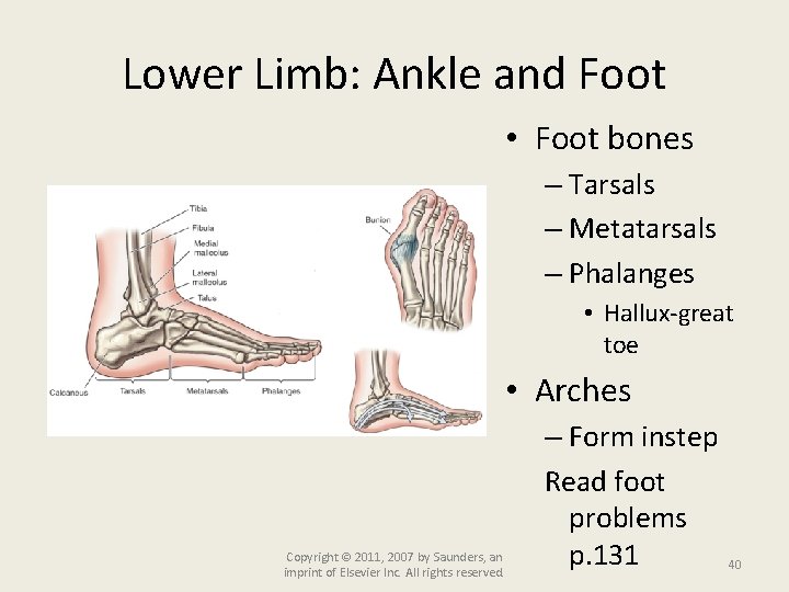 Lower Limb: Ankle and Foot • Foot bones – Tarsals – Metatarsals – Phalanges