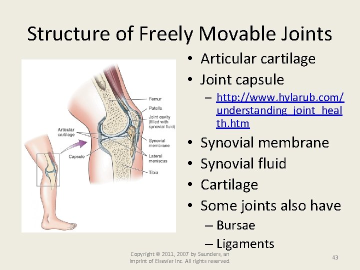 Structure of Freely Movable Joints • Articular cartilage • Joint capsule – http: //www.