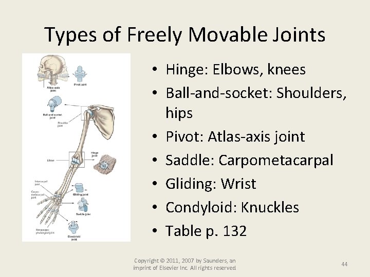 Types of Freely Movable Joints • Hinge: Elbows, knees • Ball-and-socket: Shoulders, hips •