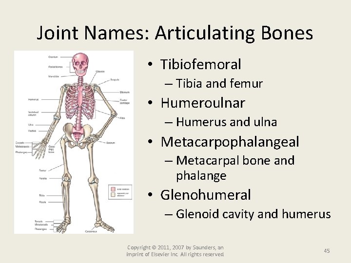 Joint Names: Articulating Bones • Tibiofemoral – Tibia and femur • Humeroulnar – Humerus