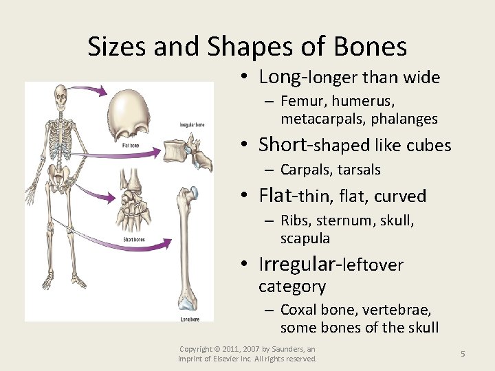 Sizes and Shapes of Bones • Long-longer than wide – Femur, humerus, metacarpals, phalanges