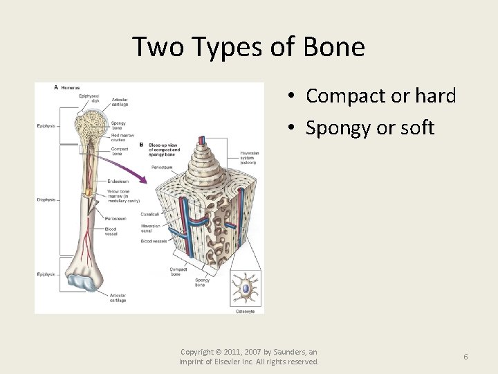Two Types of Bone • Compact or hard • Spongy or soft Copyright ©
