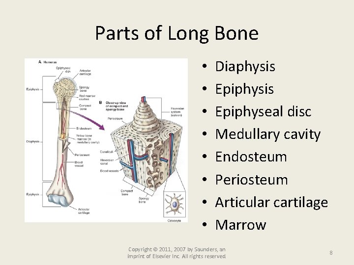 Parts of Long Bone • • Diaphysis Epiphyseal disc Medullary cavity Endosteum Periosteum Articular