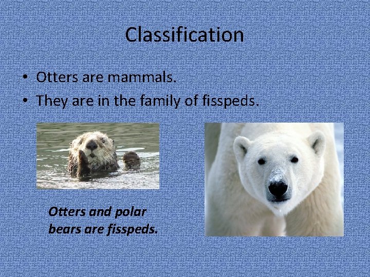 Classification • Otters are mammals. • They are in the family of fisspeds. Otters