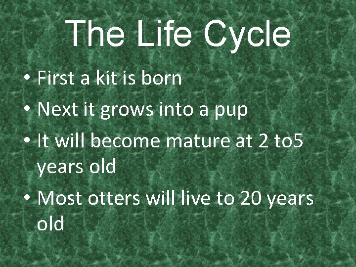 The Life Cycle • First a kit is born • Next it grows into