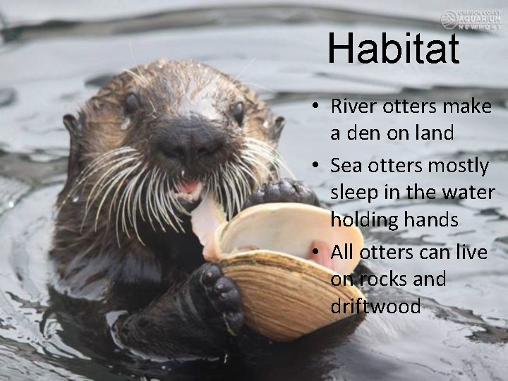 Habitat • River otters make a den on land • Sea otters mostly sleep