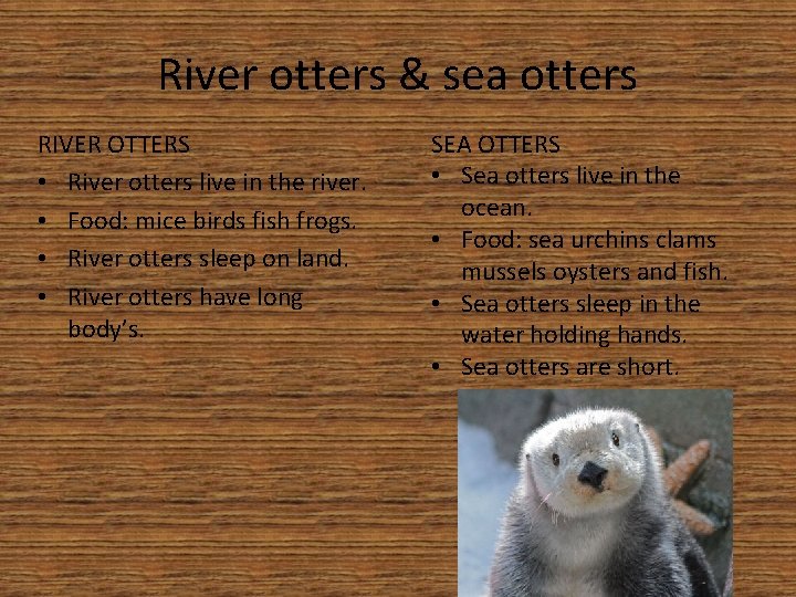River otters & sea otters RIVER OTTERS • River otters live in the river.