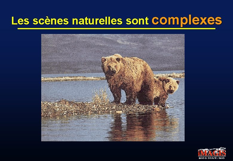 Les scènes naturelles sont complexes i. MAGIS-GRAVIR / IMAG 