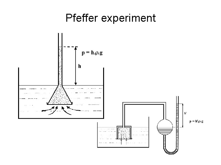 Pfeffer experiment 