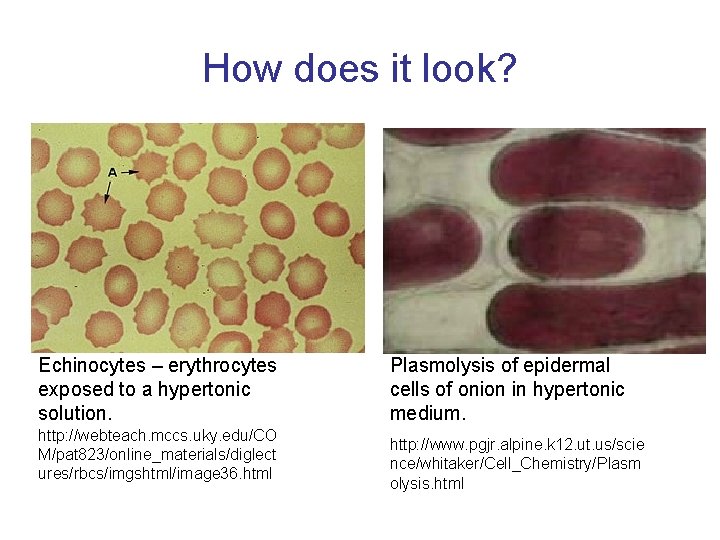 How does it look? Echinocytes – erythrocytes exposed to a hypertonic solution. http: //webteach.