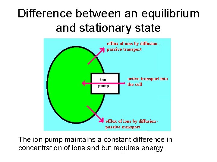 Difference between an equilibrium and stationary state The ion pump maintains a constant difference