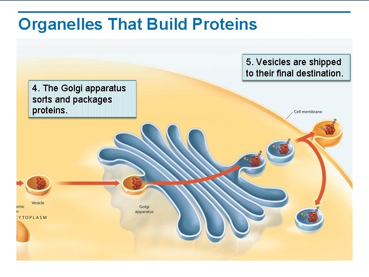 Organelles That Build Proteins 5. Vesicles are shipped to their final destination. 4. The Organelles That Build Proteins 5. Vesicles are shipped to their final destination. 4. The