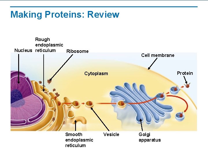 Making Proteins: Review Rough endoplasmic Nucleus reticulum Ribosome Cell membrane Protein Cytoplasm Smooth endoplasmic Making Proteins: Review Rough endoplasmic Nucleus reticulum Ribosome Cell membrane Protein Cytoplasm Smooth endoplasmic