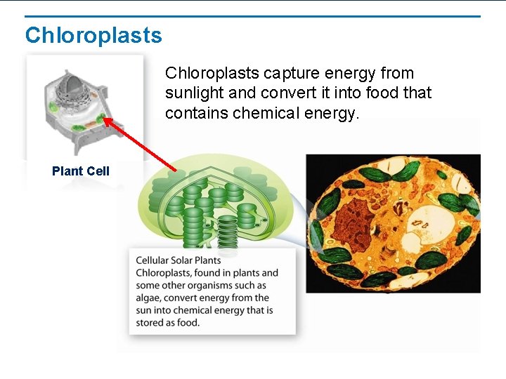 Chloroplasts capture energy from sunlight and convert it into food that contains chemical energy. Chloroplasts capture energy from sunlight and convert it into food that contains chemical energy.
