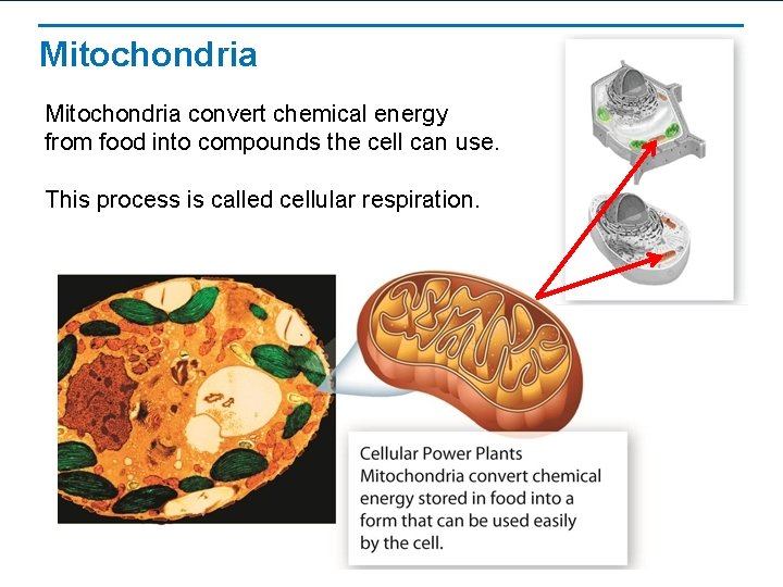 Mitochondria convert chemical energy from food into compounds the cell can use. This process Mitochondria convert chemical energy from food into compounds the cell can use. This process