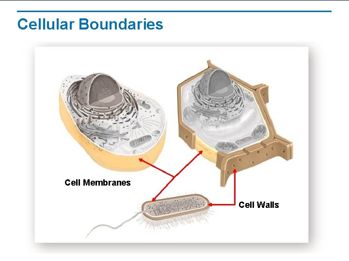 Cellular Boundaries Cell Membranes Cell Walls Cellular Boundaries Cell Membranes Cell Walls