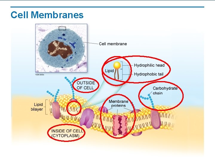 Cell Membranes Cell Membranes