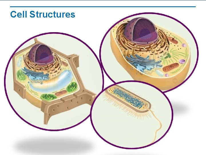 Cell Structures Cell Structures