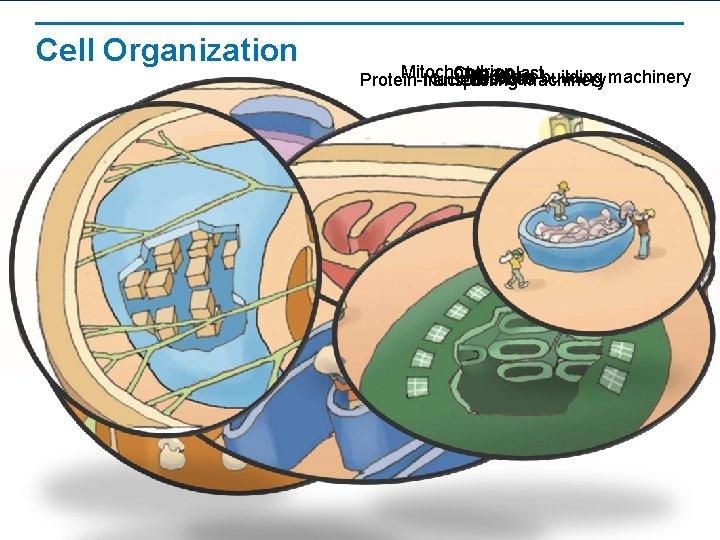 Cell Organization Mitochondrion Chloroplast Protein-building Vacuole Vesicles Nucleus Protein-transporting machinery Cell Organization Mitochondrion Chloroplast Protein-building Vacuole Vesicles Nucleus Protein-transporting machinery