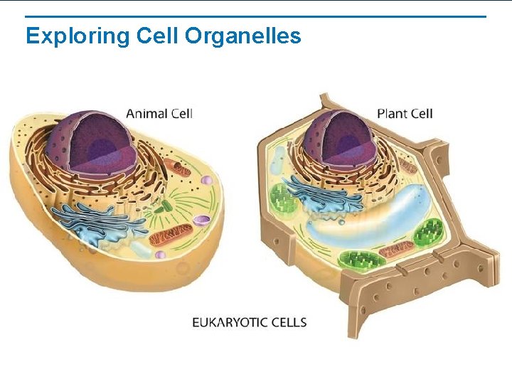 Exploring Cell Organelles Exploring Cell Organelles
