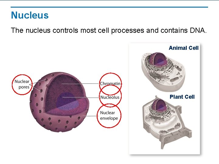 Nucleus The nucleus controls most cell processes and contains DNA. Animal Cell Plant Cell Nucleus The nucleus controls most cell processes and contains DNA. Animal Cell Plant Cell