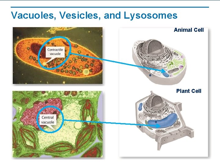 Vacuoles, Vesicles, and Lysosomes Animal Cell Plant Cell Vacuoles, Vesicles, and Lysosomes Animal Cell Plant Cell