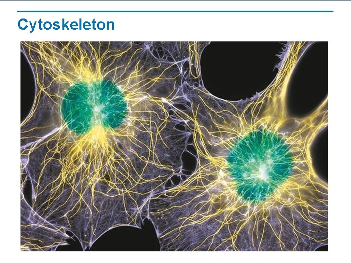 Cytoskeleton Cytoskeleton