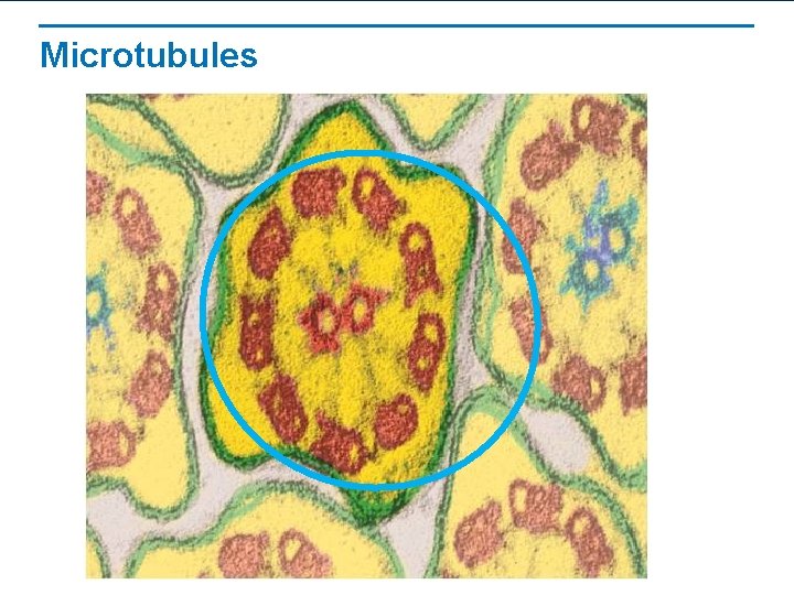 Microtubules Microtubules