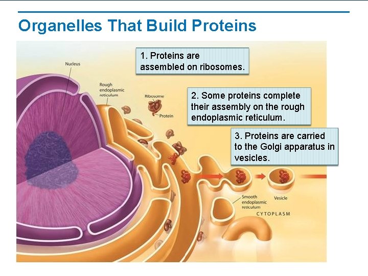 Organelles That Build Proteins 1. Proteins are assembled on ribosomes. 2. Some proteins complete Organelles That Build Proteins 1. Proteins are assembled on ribosomes. 2. Some proteins complete