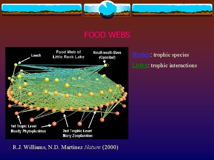 FOOD WEBS Nodes: trophic species Links: trophic interactions R. J. Williams, N. D. Martinez