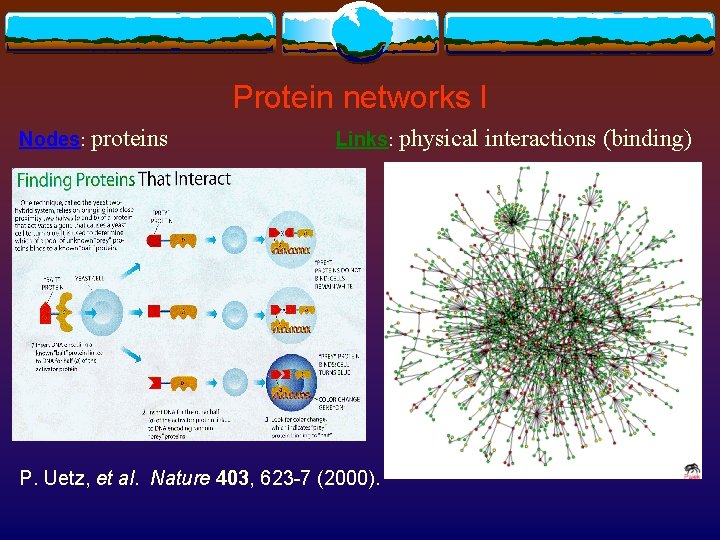 Protein networks I Nodes: proteins Links: physical P. Uetz, et al. Nature 403, 623