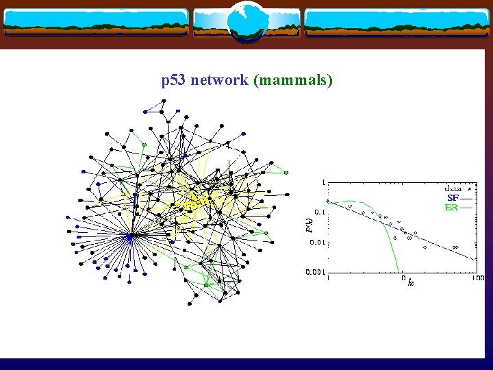 p 53 network (mammals) 