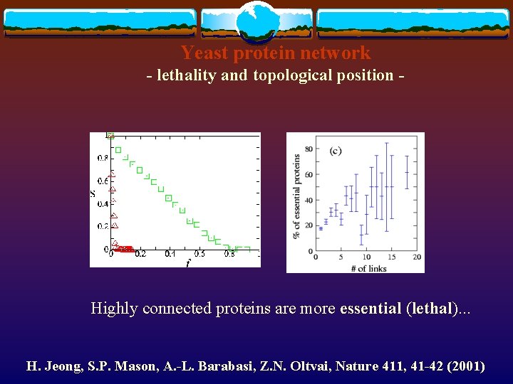 Yeast protein network - lethality and topological position - Highly connected proteins are more