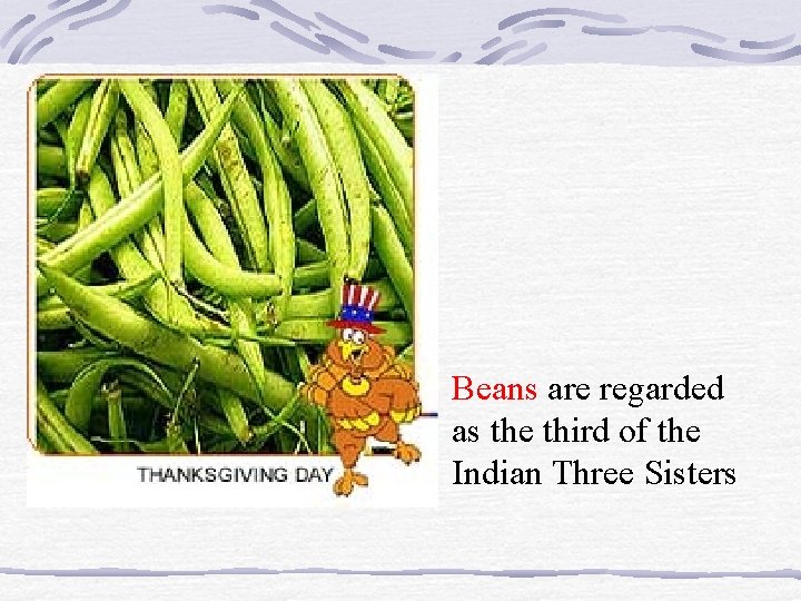  • Beans are regarded as the third of the Indian Three Sisters 