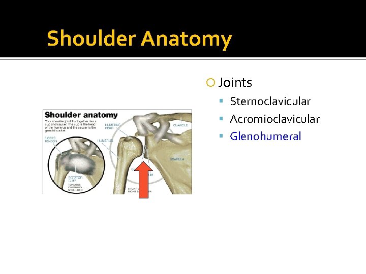 Shoulder Anatomy Joints Sternoclavicular Acromioclavicular Glenohumeral 