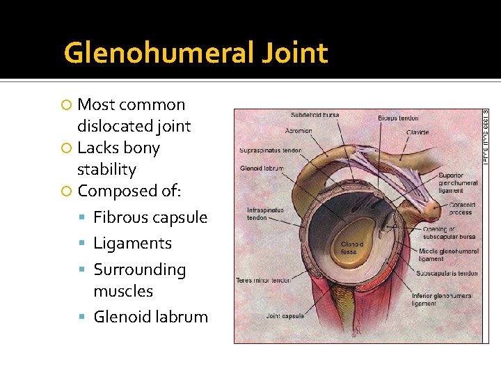 Glenohumeral Joint Most common dislocated joint Lacks bony stability Composed of: Fibrous capsule Ligaments