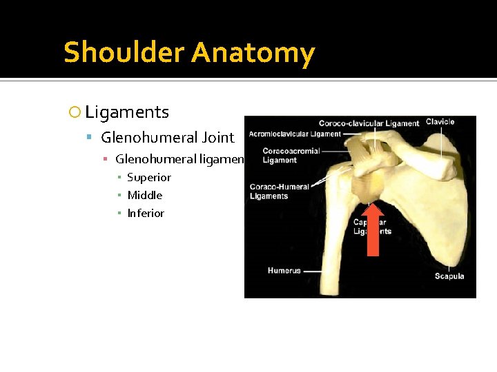 Shoulder Anatomy Ligaments Glenohumeral Joint ▪ Glenohumeral ligaments ▪ Superior ▪ Middle ▪ Inferior