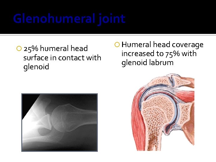 Glenohumeral joint 25% humeral head surface in contact with glenoid Humeral head coverage increased
