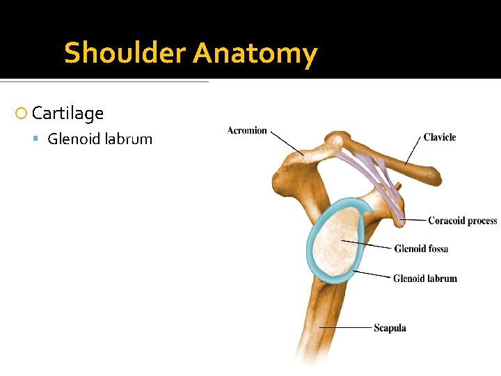 Shoulder Anatomy Cartilage Glenoid labrum 