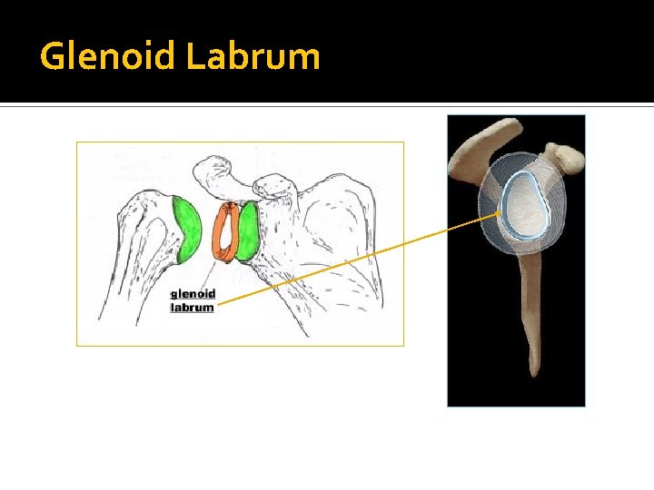 Glenoid Labrum 