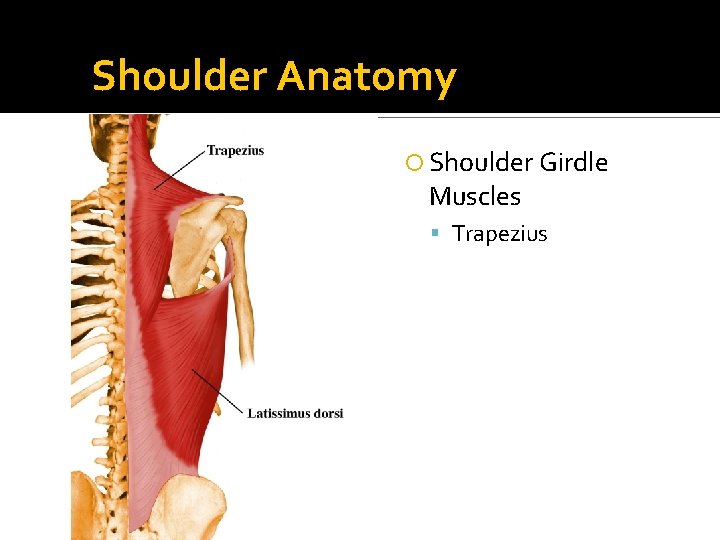 Shoulder Anatomy Shoulder Girdle Muscles Trapezius 